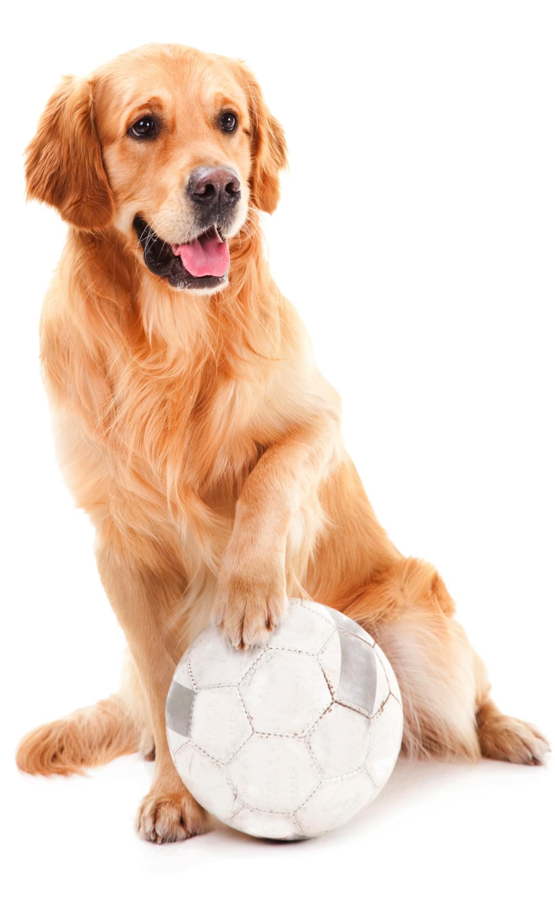 Privat Träning för Hund